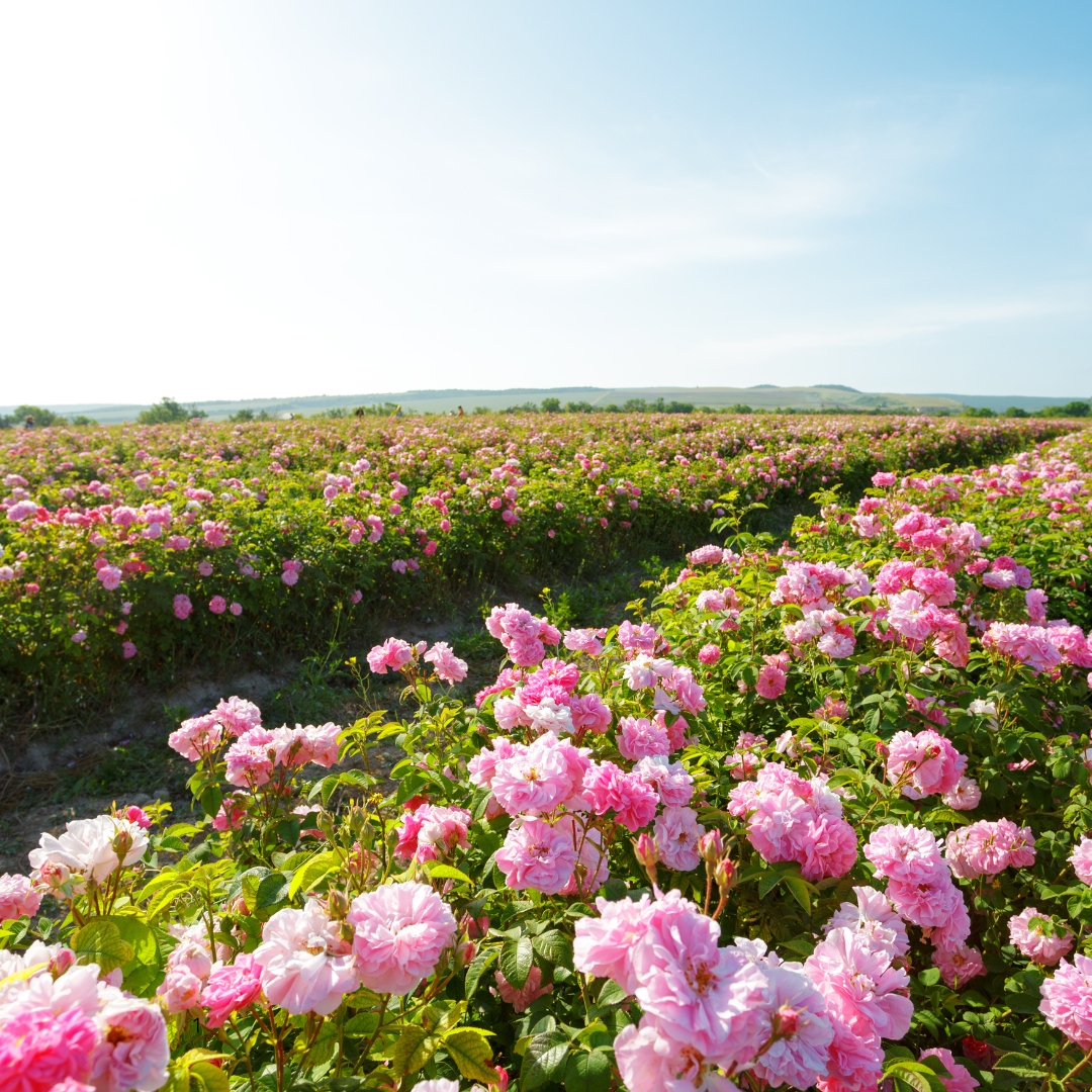 Parfum_GRASSE_01
