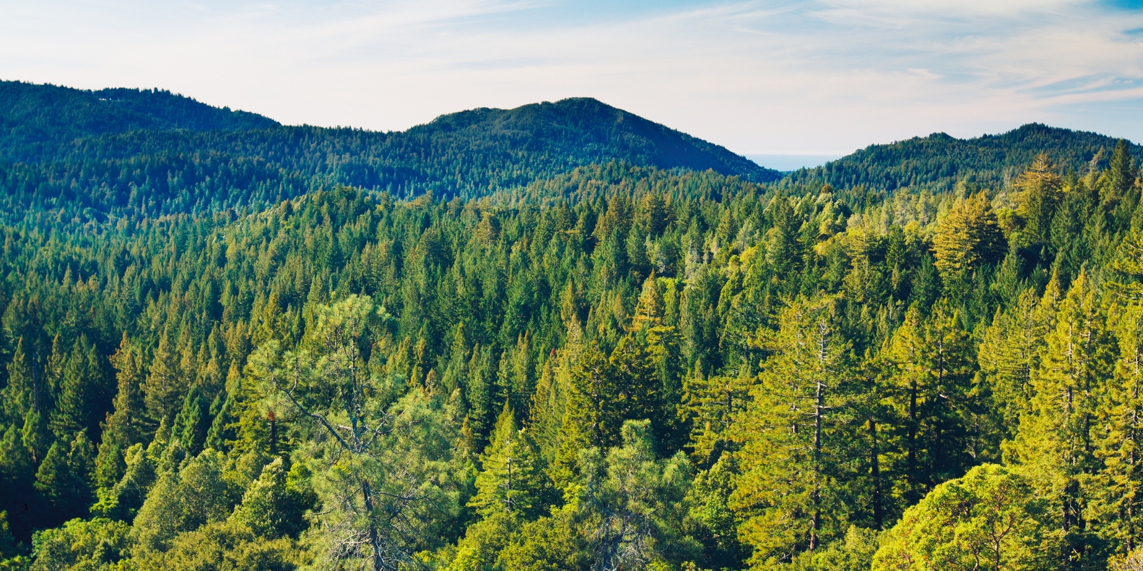 Decarbonation-foret